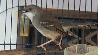 ciblek semi gacor UNTUK PANCINGAN suaranya variasi bikin nyaut