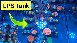 How To Create An Awesome LPS Saltwater Aquarium (Waterbox Frag 55.2) by Reef Dork 18,059 views 1 year ago 6 minutes, 4 seconds