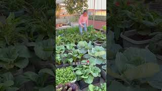 My Happiness: Growing Food and Eating What I Grow 🌱🥗#GrowYourOwnFood #SimpleJoy #GardenToTable