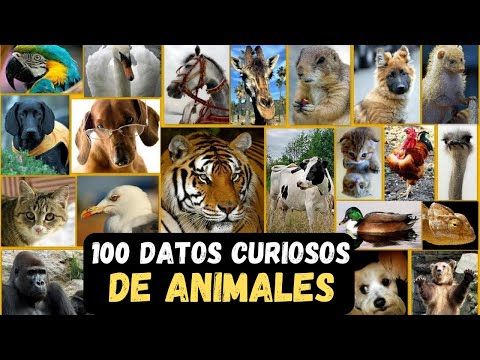 100 CURIOSIDADES sobre