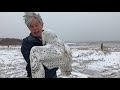 2018 Snowy Owl Release on Duxbury Beach