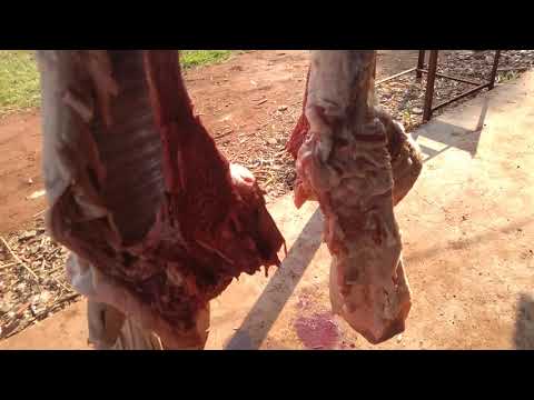 Vídeo: Como Salgar Um Porco Gordo E Uma Onda