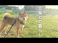 豆柴とアラサー男子の日常。散歩編【豆柴のいる暮らし】