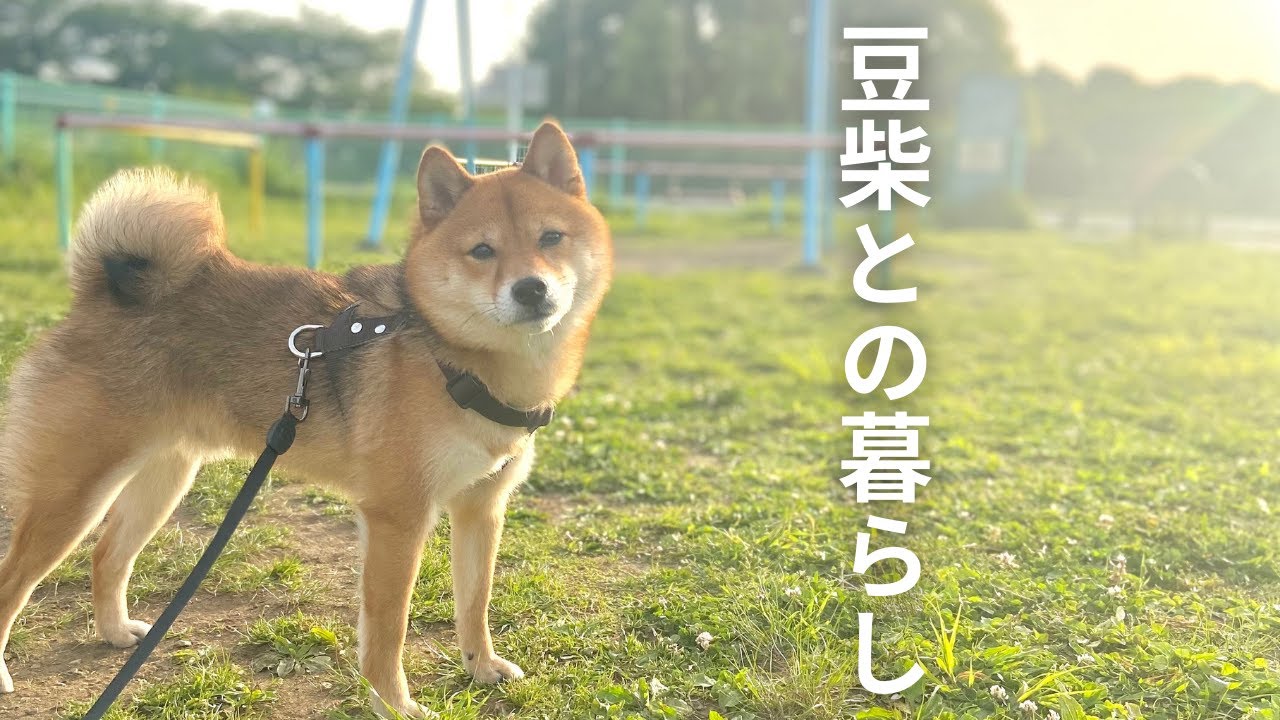 マメシバ♡ Daily Life of a Mameshiba and a Man in His Late 20s: Walking