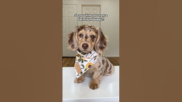 So you think you want a dachshund puppy?! #dachshund #wienerdog #puppy #shorts
