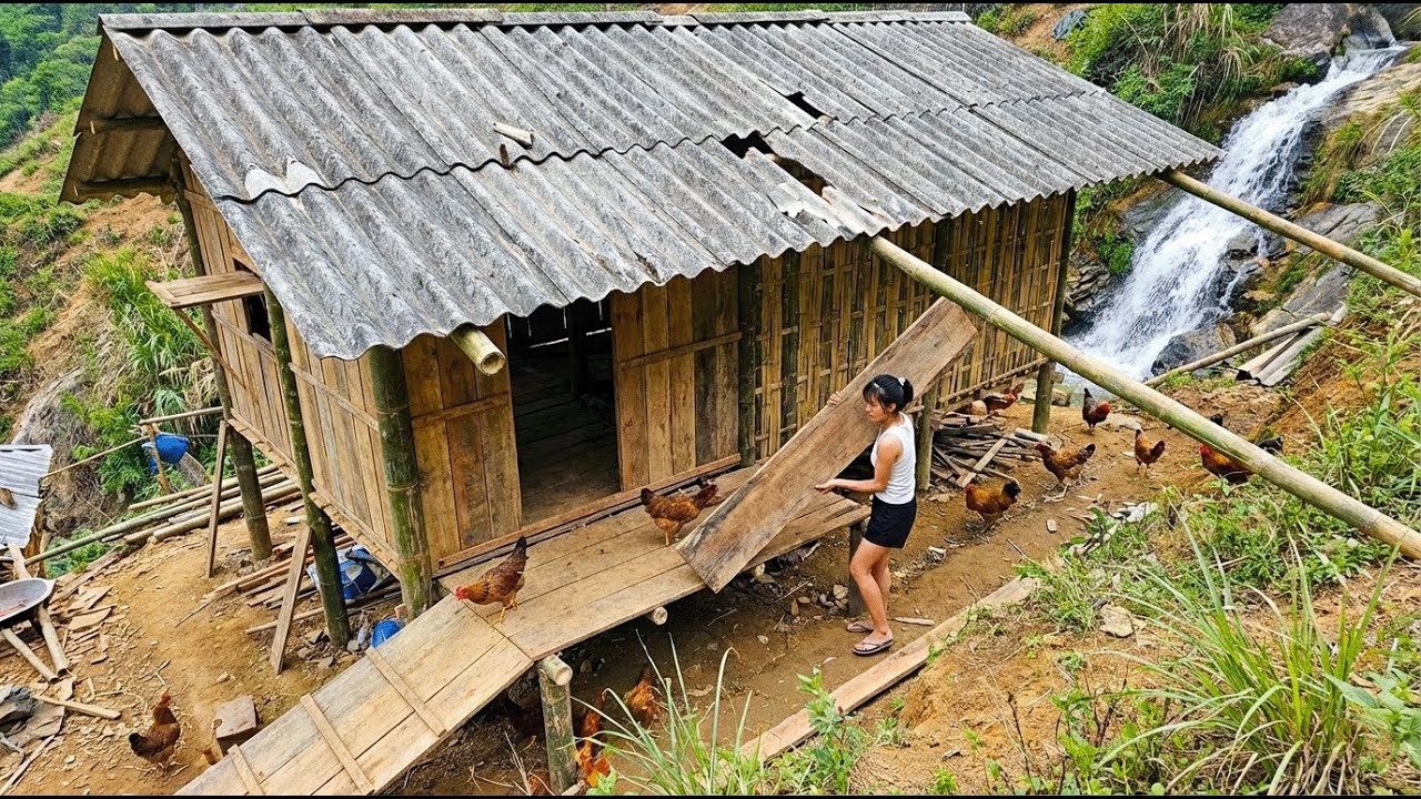 Young Girl Builds a Wooden Chicken Farm on the Mountainside for 1000 Chickens