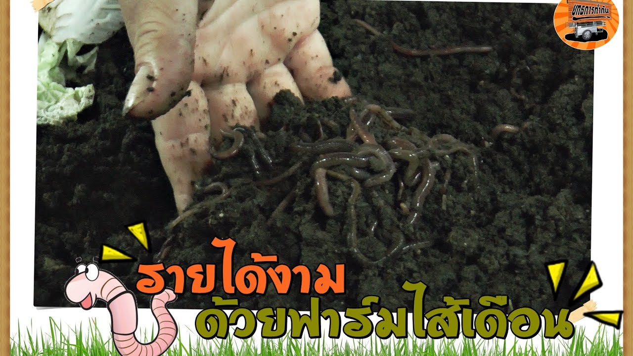 ผลการค้นหารูปภาพสำหรับ เลี้ยงไส้เดือนขายสร้างรายได้งาม