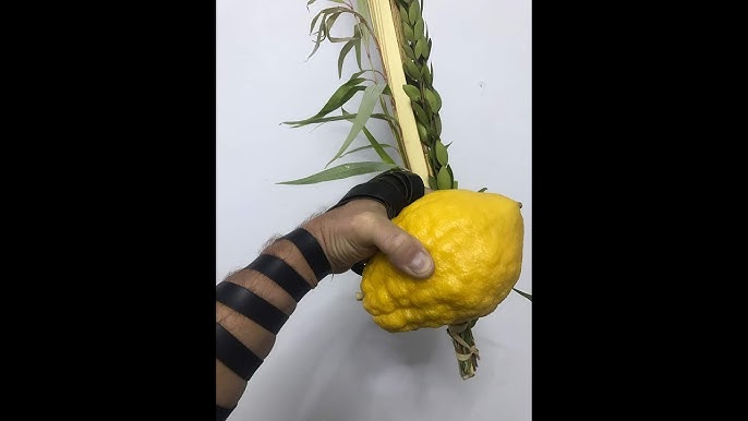 Rabbi Avi Grossman: Tefillin on Chol HaMoed: Maimonides & the Vilna Gaon - YouTube