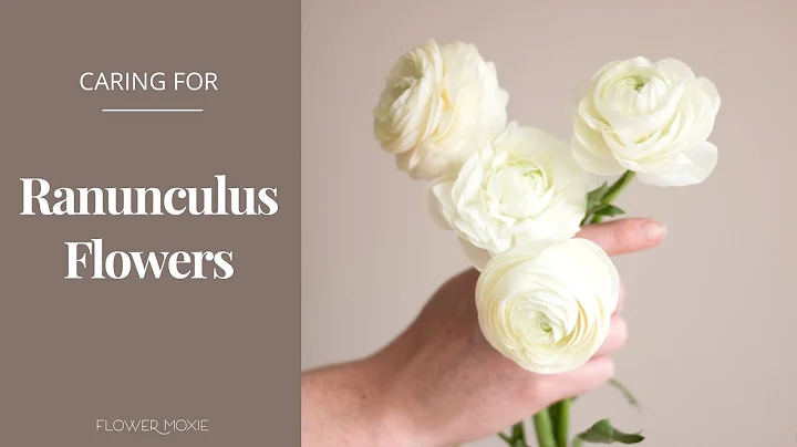 How to Care for Ranunculus Flowers  -Flower Moxie Product Video - DayDayNews