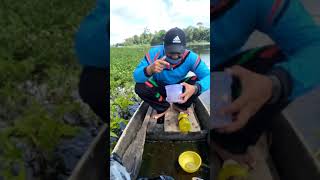 Mancing Patin Liar (umpan alami)
