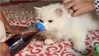 Hamari Cat Ne Cold Drink Kitni Pi