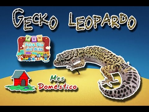 Vídeo: Posso alimentar meu Gecko leopardo exclusivamente em larvas de farinha?