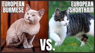 European Burmese Cat VS. European Shorthair Cat