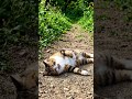 song #trendingshorts #trendingvideo #trendingsong #bestsongs #petlover #entertainment #enjoyment