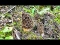 Oregon Morel Mushrooms hunting and cooking