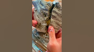 Dig it Yourself #fossils .. contains REAL FOSSILS #geology #forkids #learning #rockhounding #nz