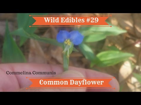 Wild Edibles #29 Common Dayflower (Commelina Communis)