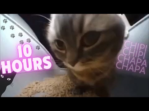 Chipi Chipi Chapa Chapa Cat 10 Hours