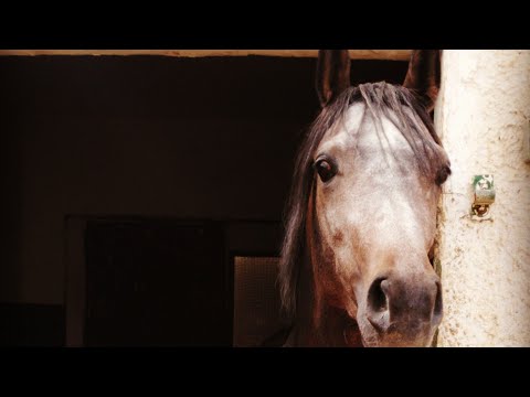 فيديو: ضربة الشمس في الخيول