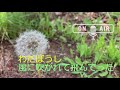 「わたぼうし 風に吹かれて飛んでった」(2021年4月16日放送分)