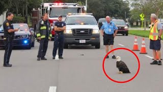 Crying Eagle Suddenly Blocked The Car, The Police Was Shocked When He Found Out The Reason..