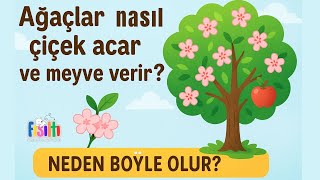🌸 Ağaçlar Nasıl Çiçek Açar ve Meyve Verir? | Doğanın Sırrını Keşfet! 🍎✨#keşfetteyiz #beniöneçıkart