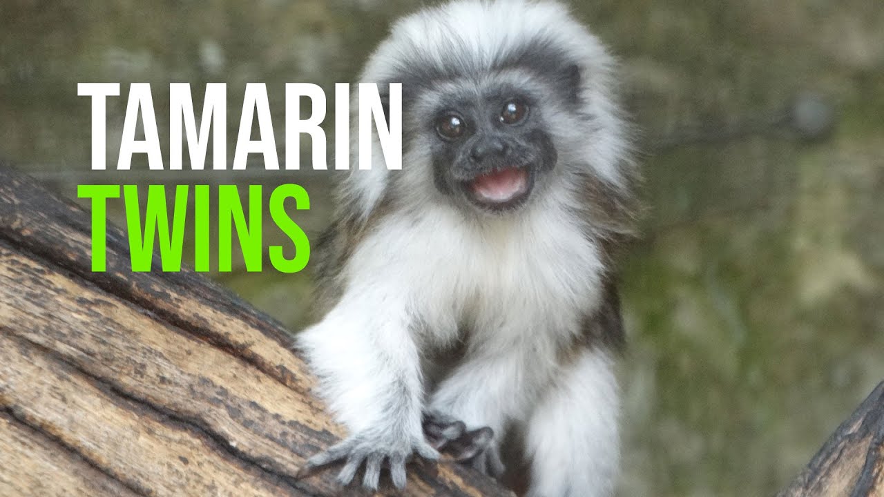 Meet the newest White-Faced Saki monkey at Zoo Miami