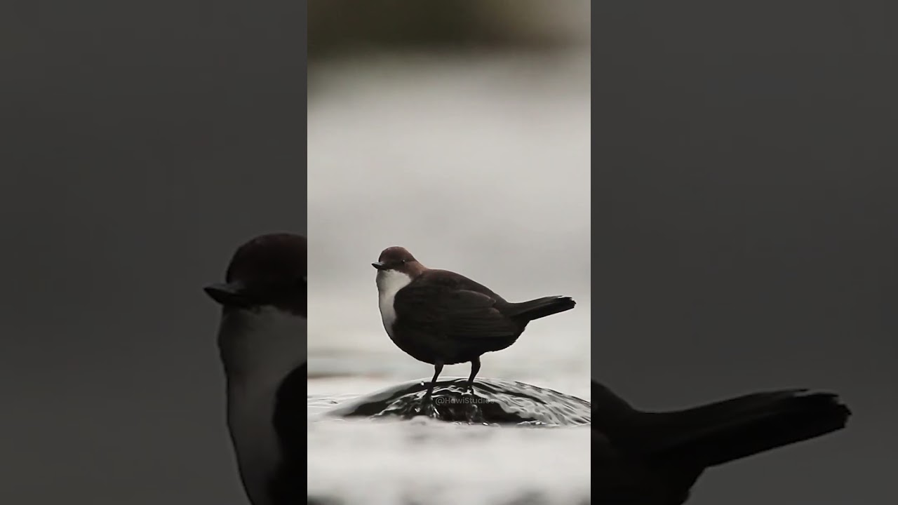 Dipper bird sitting on lake 