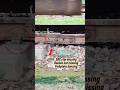 No ERC clip, no two nuts — the fishplate is dancing..🥰🥰 || #viral #train #railway #shorts #trending