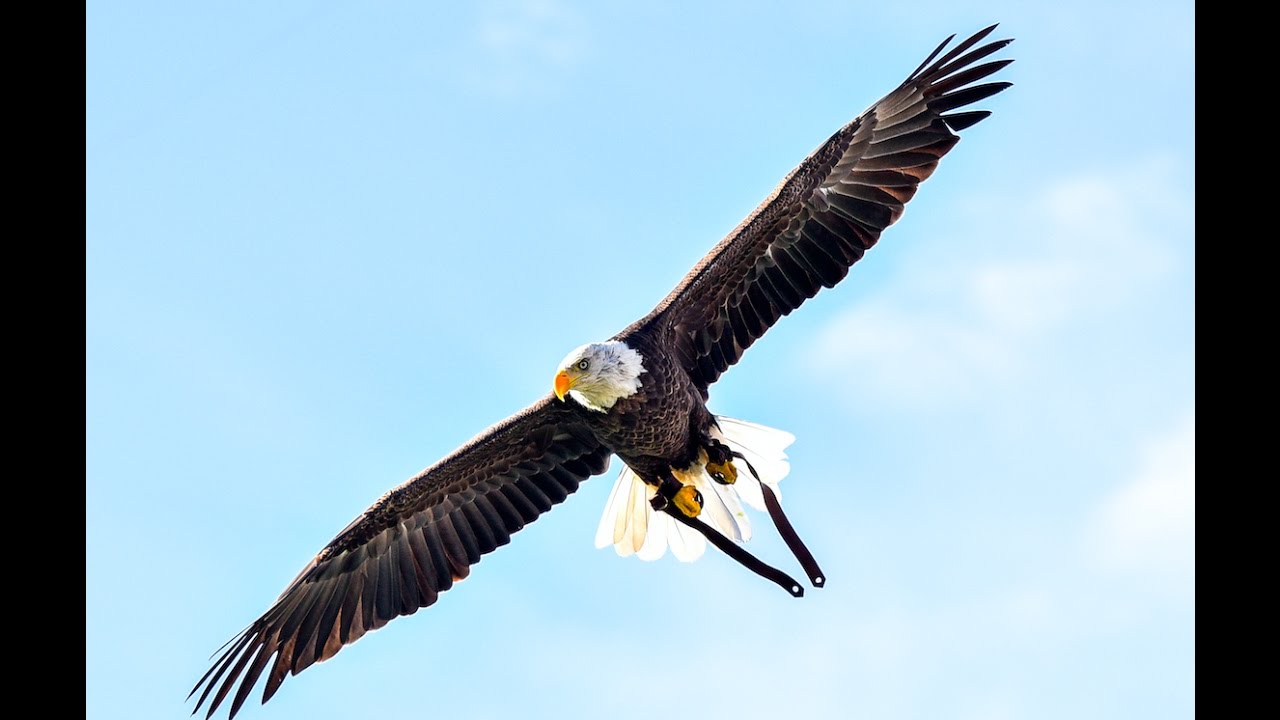 Challenger Flies At Oregon Ducks Football Game YouTube Challenger Flies At Oregon Ducks Football Game YouTube