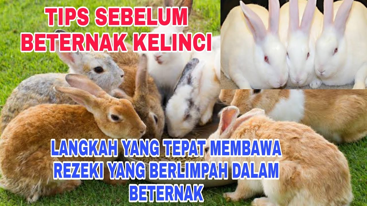 Cara memulai ternak kelinci untuk pemula - jangan asal langkah menuju