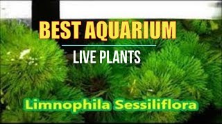 One of the Best Aquarium Live Plants for Tropical Tanks is LIMNOPHILA Sessiliflora. For many years this plant was known as 