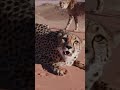 "Fastest Animals on Earth! ⚡🐾 "#shorts #animal #facts
