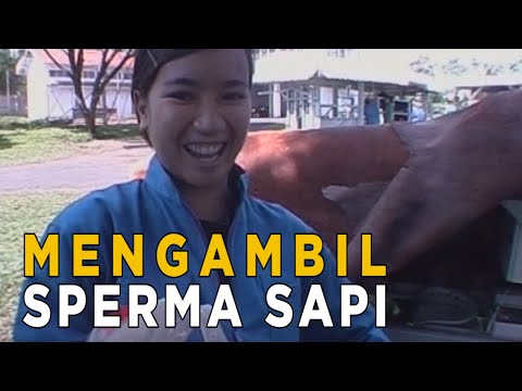 Video: Cara Memberi Makan Ayam (dengan Gambar)