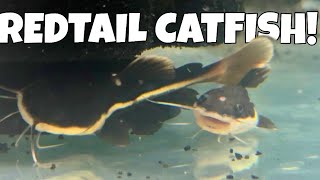 Redtail Catfish Feeding Video | Redtail Catfish Care Guide, Diet, and Monster Fish Behavior