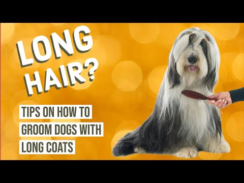 Should You Brush Long Haired Dogs?