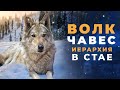 Волк Чавес, иерархия в стае