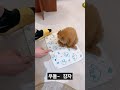 감자~~ 4개월차 푸들 개인기 똑똑해!!♡