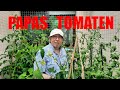 Papa züchtet Tomaten // Sommer 2023