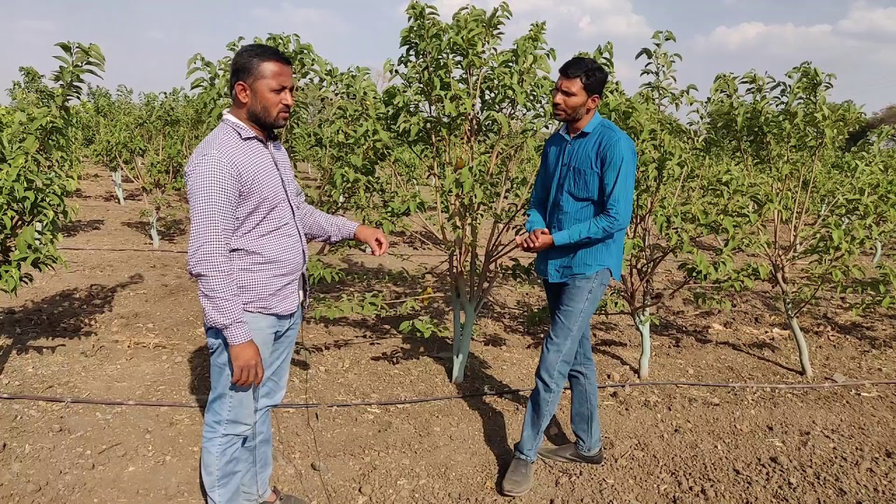 किती लाख रुपयांची ऐक एकर सिताफळ घनलागवड बाग नियोजन