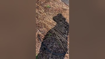 Spring cleanup of the Native Perennial garden up front.