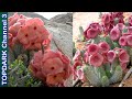 7 Hermosos Tipos de Hoodia