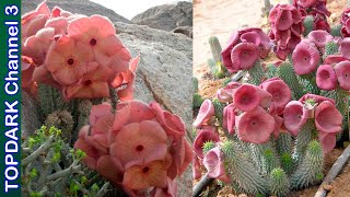 7 Hermosos Tipos de Hoodia