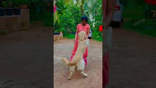 Dog Lover Golden Retriever Trekayan