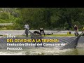 Del Ceviche a la Trucha: Evolución Global del Consumo de Pescado - TvAgro por Juan Gonzalo Angel