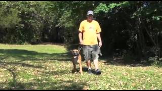 Pocono Pet of the Week: Cubby the Boxer mix