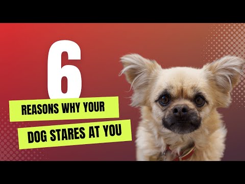 6 Reasons why your Dog stares at you