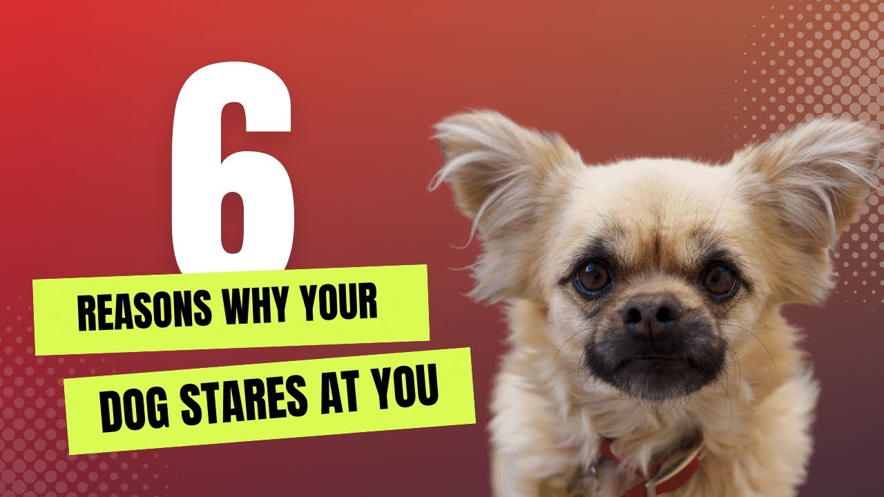 6 Reasons why your Dog stares at you YouTube