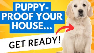 PuppyProof Your House for FirstTime Owners