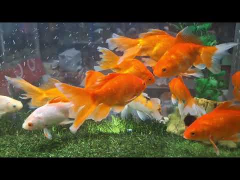 جولة جديدة في بيت ولاد رزق